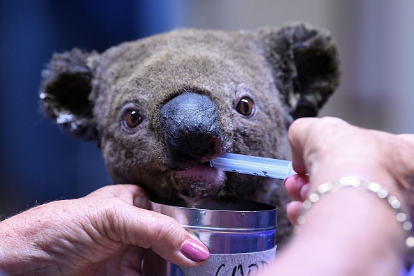 À 6 ans, ce petit garçon récolte plus de 110.000€ pour sauver les animaux grâce à ses koalas d&rsquo;argile