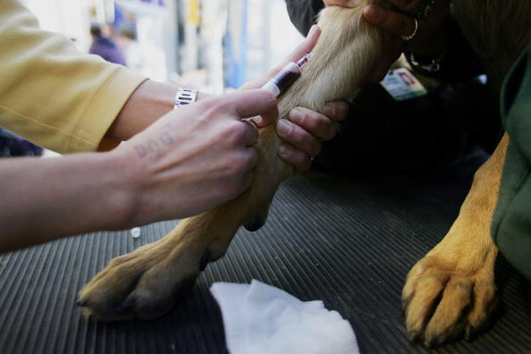 Mort d&rsquo;Elisa Pilarski par morsures canines : son compagnon renvoyé devant la justice