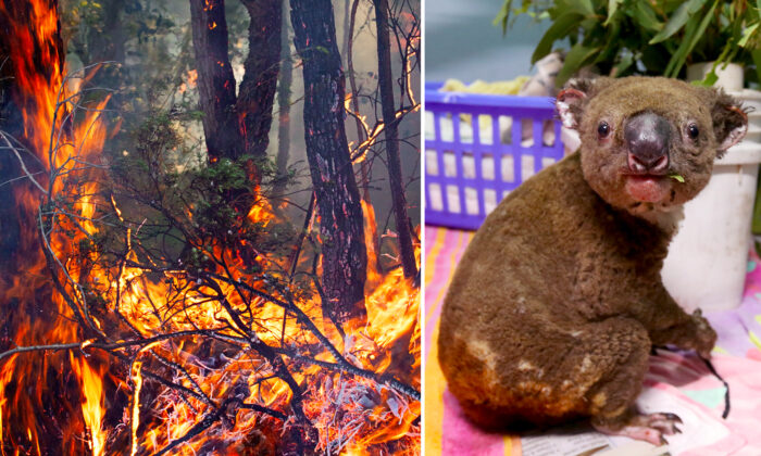 Australie: rencontre avec les deux chiens héroïques qui ont sauvé des koalas des feux de brousse meurtriers
