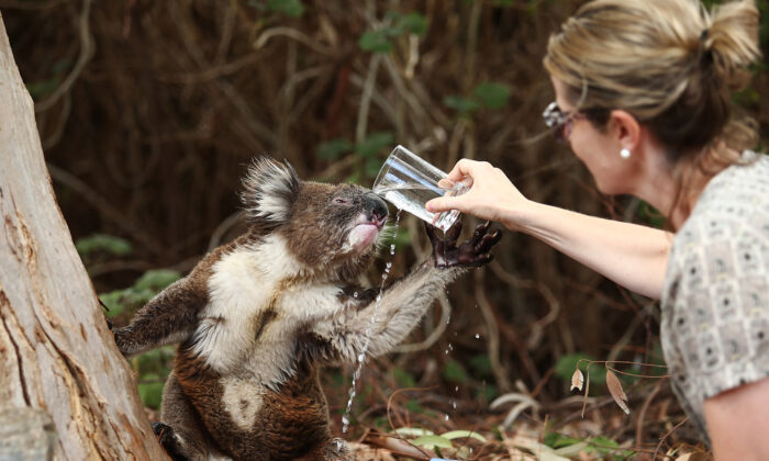 Une vidéo d&rsquo;un koala et d&rsquo;un chien partageant de l&rsquo;eau dans le jardin a offert un moment de réconfort au milieu de la crise des feux de brousse en Australie