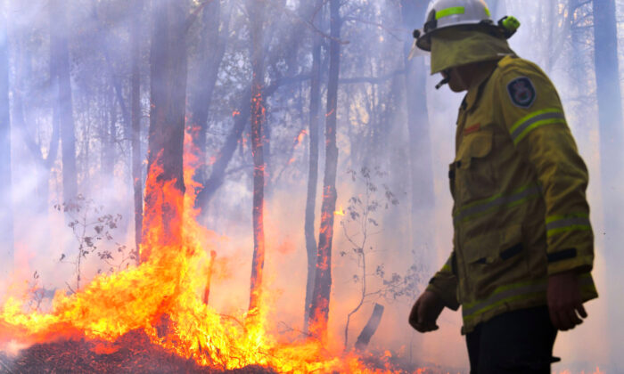 Un chasseur de 22 ans sauve 9 koalas des feux de brousse de Victoria, à Mallacoota