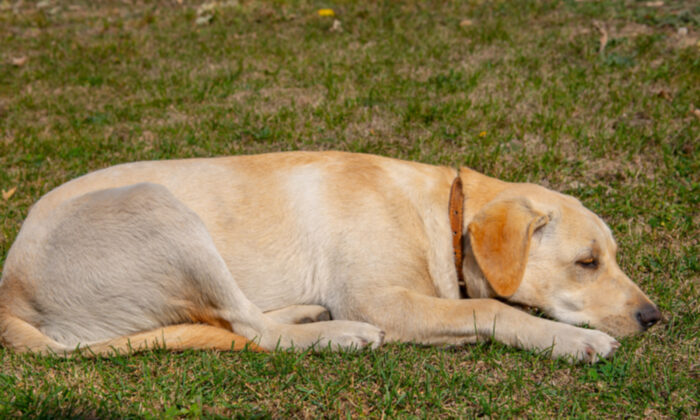 Devant l&rsquo;entrée de l&rsquo;hôpital pendant une semaine, un fidèle labrador attend son propriétaire décédé