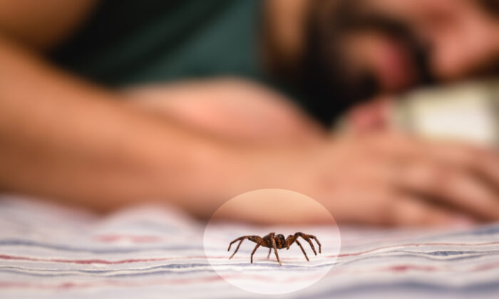 Découverte au Mexique d&rsquo;une nouvelle araignée terrifiante souvent cachée dans les vêtements et dont la morsure toxique putréfie la peau