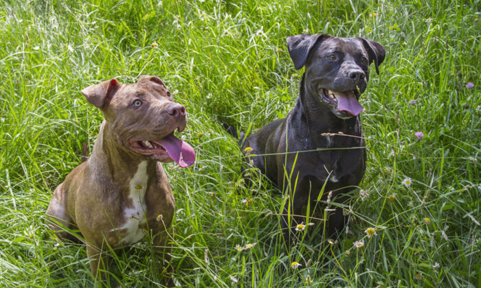 Un ancien combattant pleure en retrouvant ses chiens, qui avaient dû être hébergés à la suite de son hospitalisation