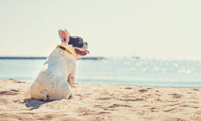 Un bouledogue chanteur devient viral grâce à l&rsquo;interprétation originale de la chanson « You Raise Me Up » de Josh Groban