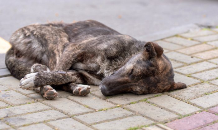 Un chien attaché dans une cour et abandonné pendant des semaines, sans nourriture ni eau, trouve enfin un foyer permanent