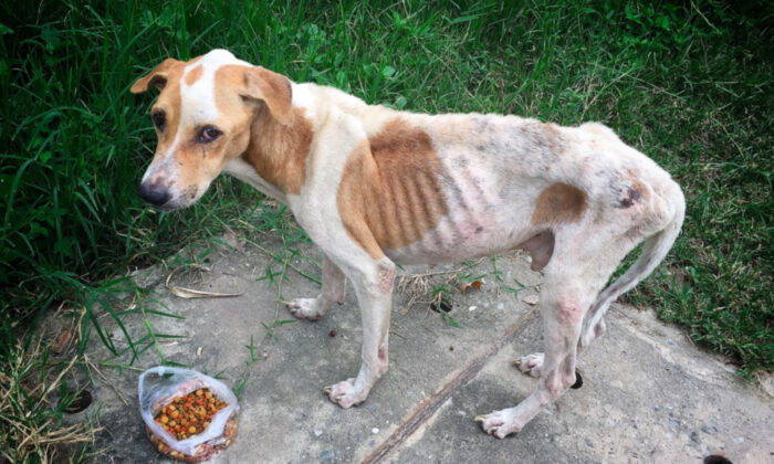 La police trouve une chienne mourante sur le trottoir – au lieu de s&rsquo;éloigner, ils l&rsquo;ont secourue