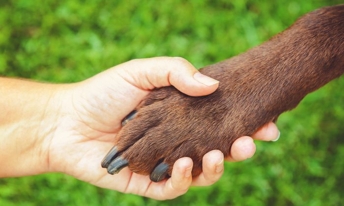 Une chienne errante vivait sur le porche d’une maison abandonnée jusqu&rsquo;à ce que deux personnes lui offrent un foyer permanent