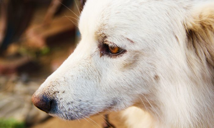 Un chien sourd et aveugle peut sentir son maître rentrer en voiture à la maison