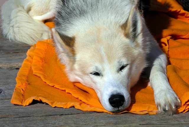 Cette chienne a donné naissance à un chiot jaune fluo alors que les autres petits de la portée sont noirs ou blancs