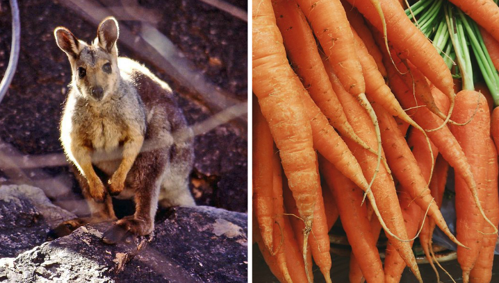 Australie : des tonnes de carottes lancées depuis les airs pour venir en aide aux wallabies