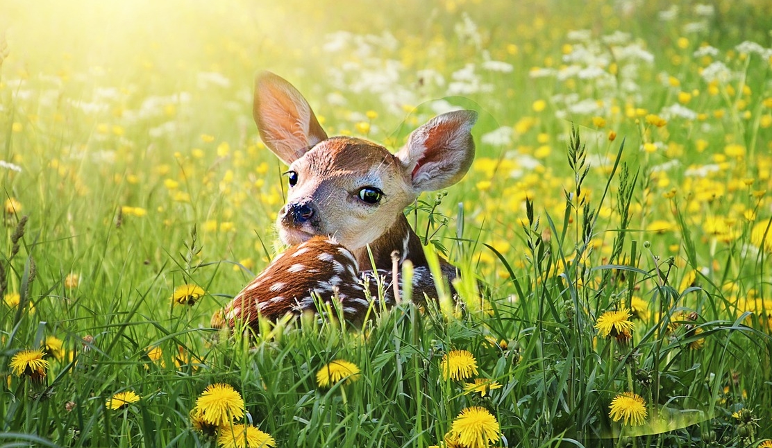 Après Le Roi lion, les studios Disney préparent le remake de Bambi en film