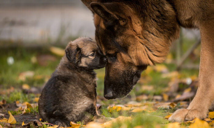 Un chiot berger allemand espiègle refuse de faire une sieste jusqu&rsquo;à ce que la maman chienne intervienne