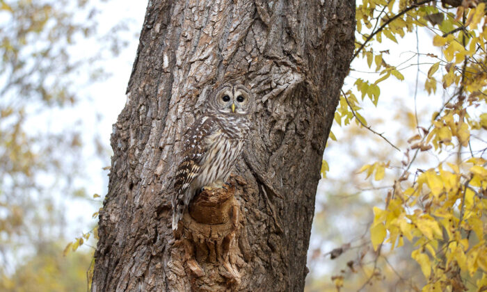 Une photographe se cache pendant deux heures pour prendre en photo cette chouette parfaitement camouflée