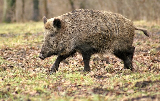 Vidéo: Une famille de sangliers déboule devant un Intermarché sous les yeux étonnés des clients
