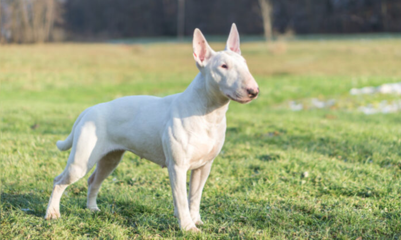 Ce bull terrier a été blessé par balle par un voleur alors qu&rsquo;il protégeait la vie de son maître