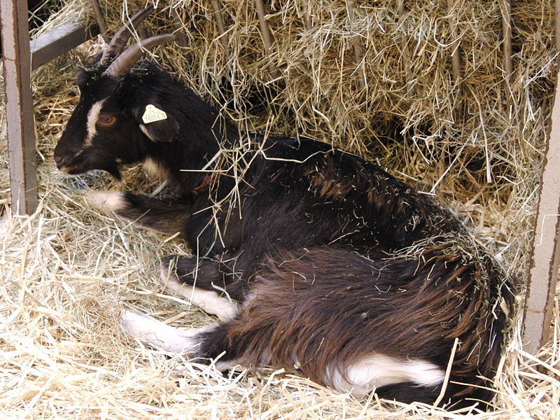 Deux-Sèvres : il élève la race des chèvres poitevines pour sauvegarder l&rsquo;espèce