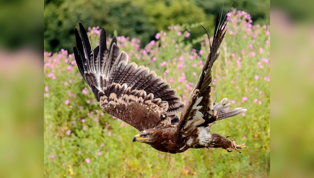 Braconnage: deux jeunes aigles de Bonelli, une espèce très menacée, abattus dans les Landes et le Gers