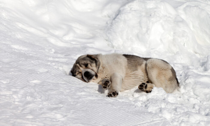 Un policier réconforte une chienne renversée par une voiture sur le bord de la route, un passant prend une photo qui devient virale en ligne
