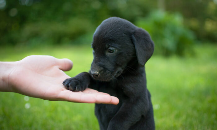 Un jeune homme adopte un adorable chiot sourd rescapé et lui apprend le langage des signes