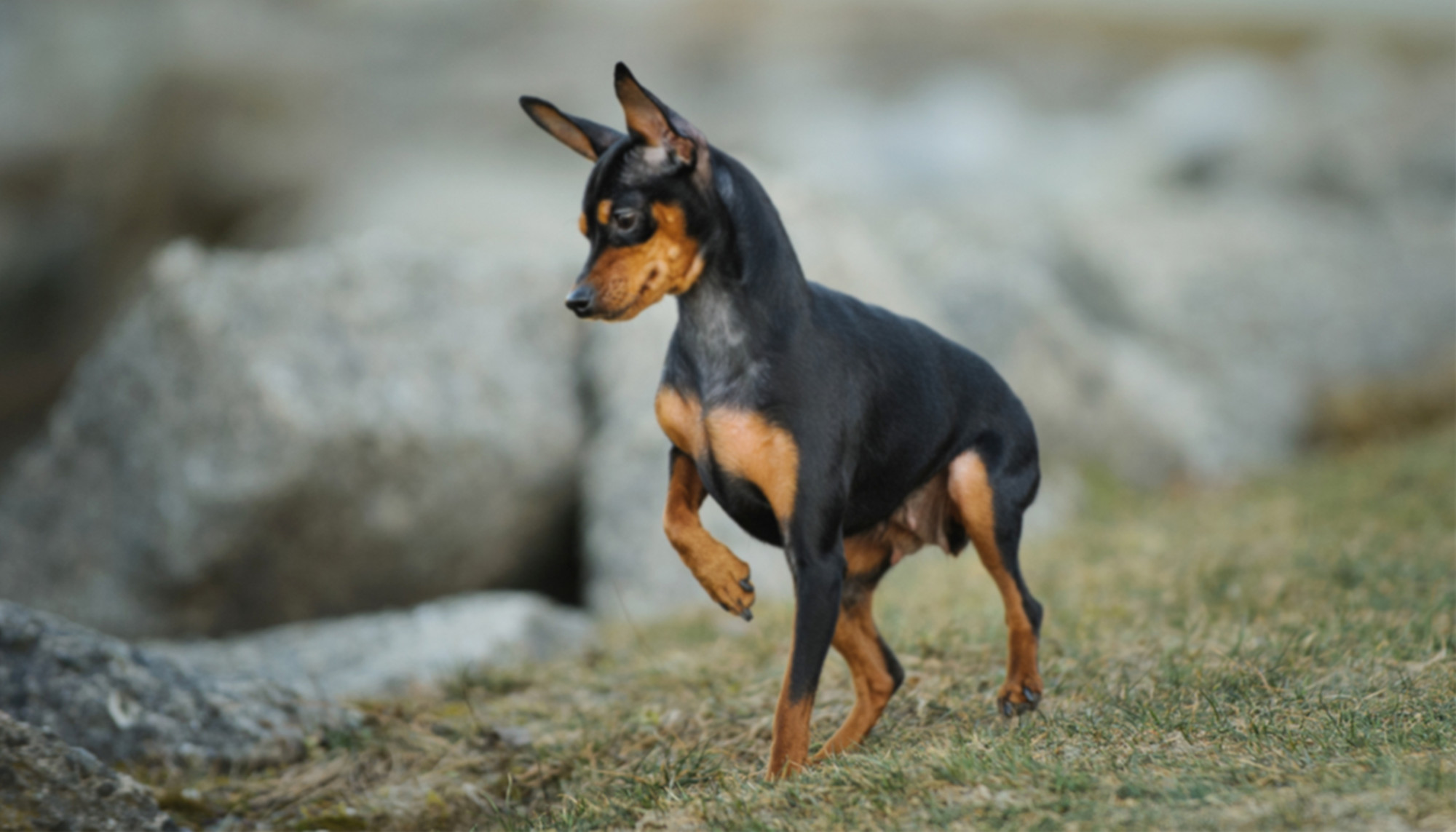Une petite chienne handicapée « remercie » d&rsquo;un baiser son sauveteur et celle-ci l&rsquo;adopte. Cette chienne est maintenant une vedette sur Instagram