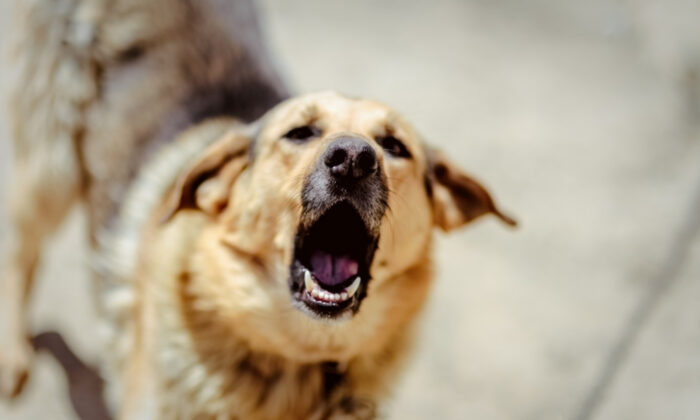 Un automobiliste donne un coup de pied à un chien errant parce qu&rsquo;il se trouve sur sa place de stationnement – puis le chien revient avec des compères pour saccager la voiture