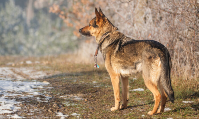 Un berger allemand entend sa chanson préférée, sa « danse » hilarante ravit les internautes