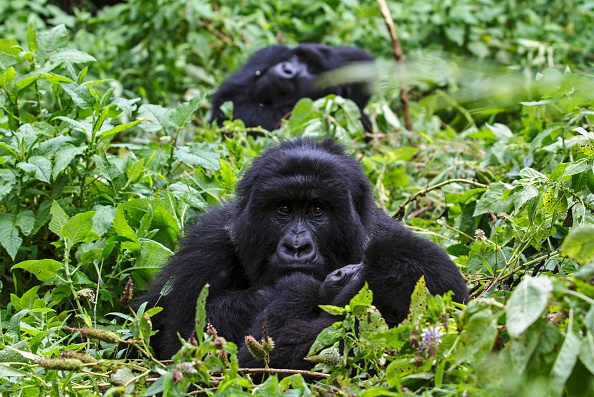 Quatre gorilles de montagne tués par la foudre dans un parc national en Ouganda