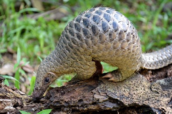 Des centaines de milliers de pangolins vendus illégalement en Asie du Sud-Est (ONG)