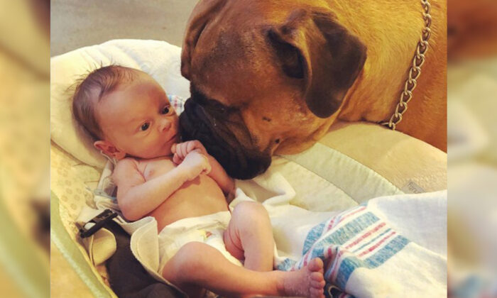 Ce fidèle bullmastiff se lie d&rsquo;amitié avec son «frère» nouveau-né. Il lui apporte son jouet préféré dès qu&rsquo;il pleure