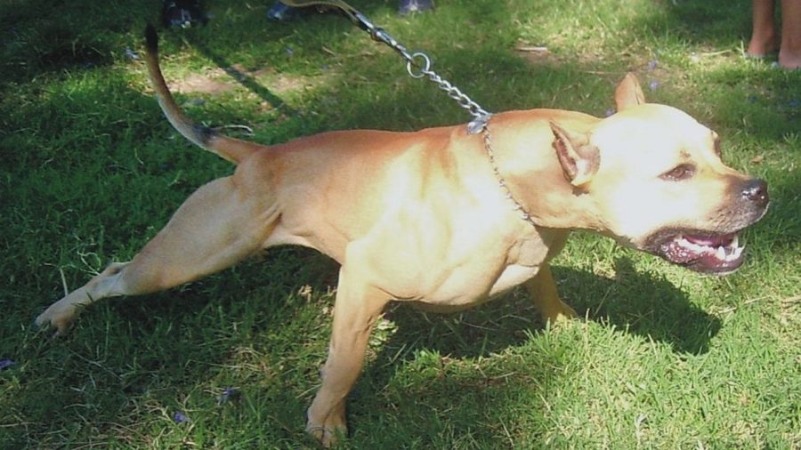 Un homme tue accidentellement un voisin avec son arbalète alors qu&rsquo;il tente de le sauver d&rsquo;une attaque de chiens