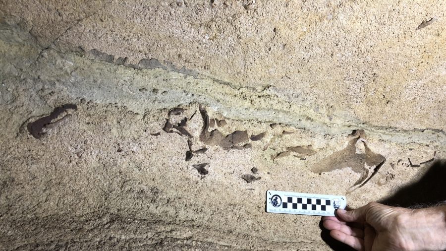Des scientifiques trouvent une tête de requin vieille de 330 millions d&rsquo;années fossilisée dans une grotte du Kentucky