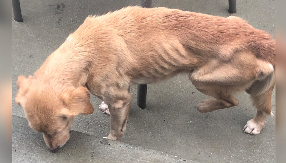 Une chienne âgée affamée voit une porte ouverte, s&rsquo;abrite de la tempête et trouve inopinément son foyer permanent