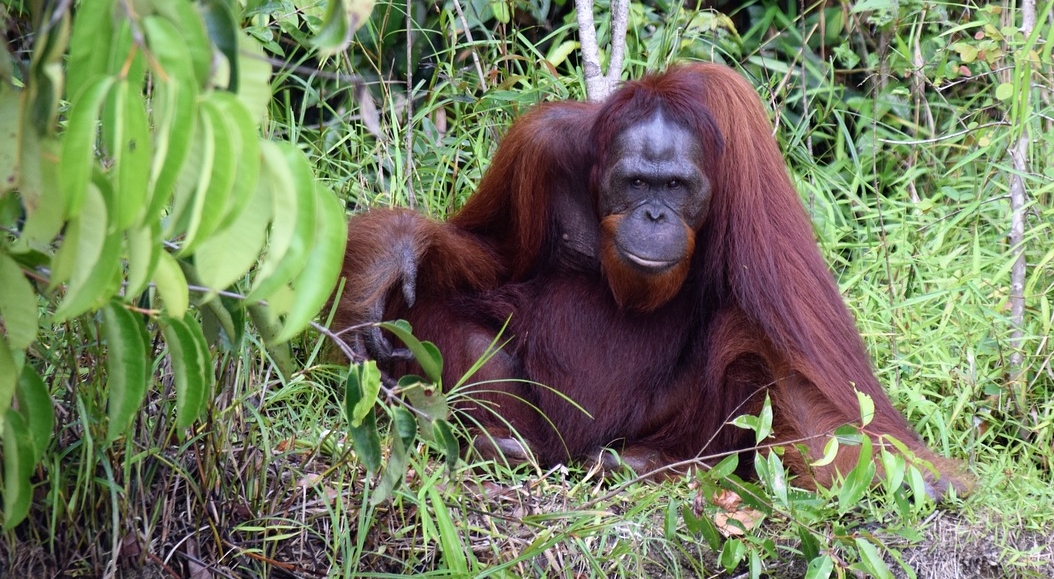 Indonésie: alors qu&rsquo;il nettoie une rivière, un orang-outan le pensant en danger lui tend la main