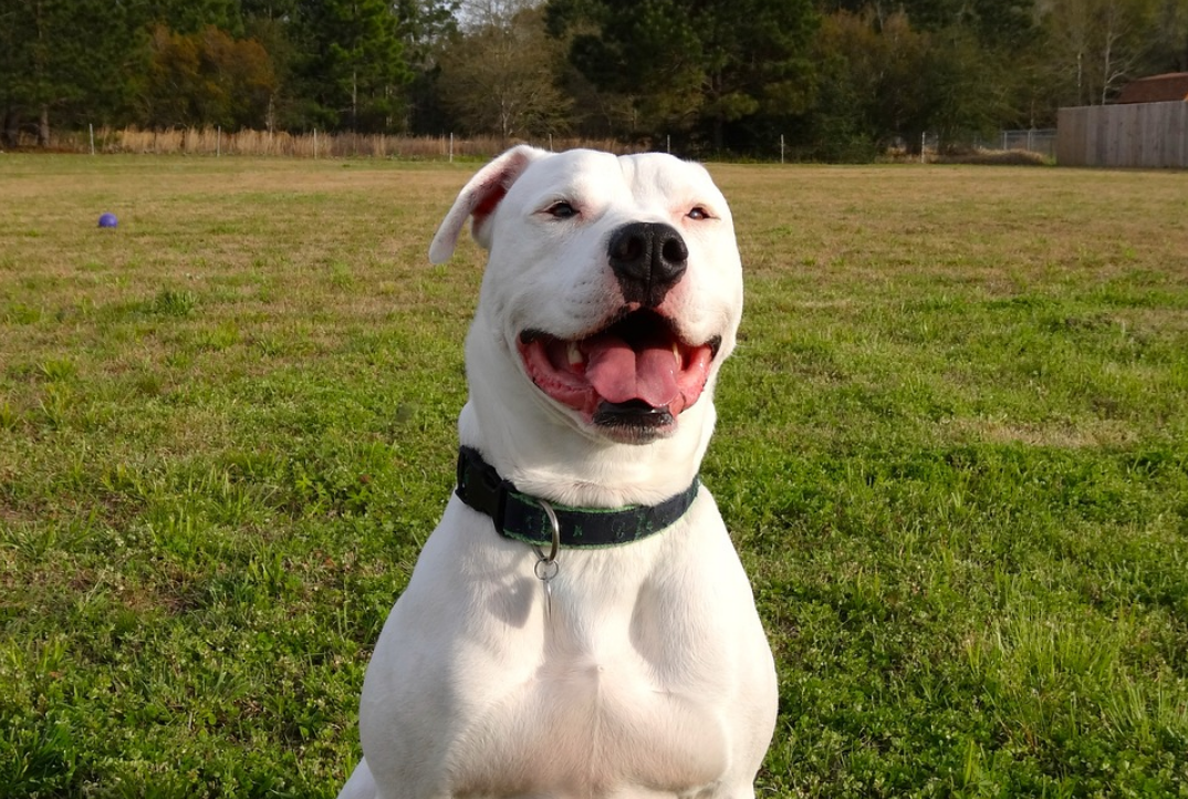 Un pitbull «affectueux et maladroit» protège férocement sa maîtresse et son amie en pleine scène de violence conjugale