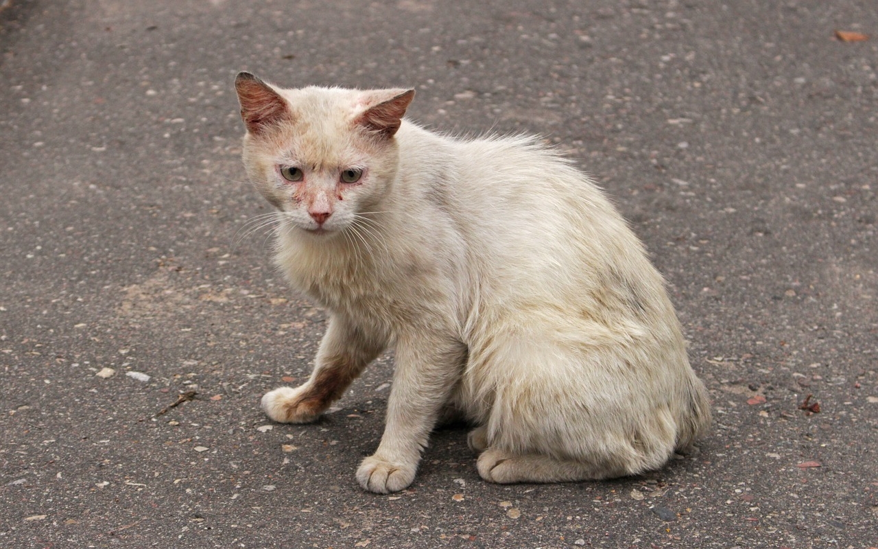 Sarthe: une chatte retrouvée à 800km de chez elle, 6 ans après sa disparition