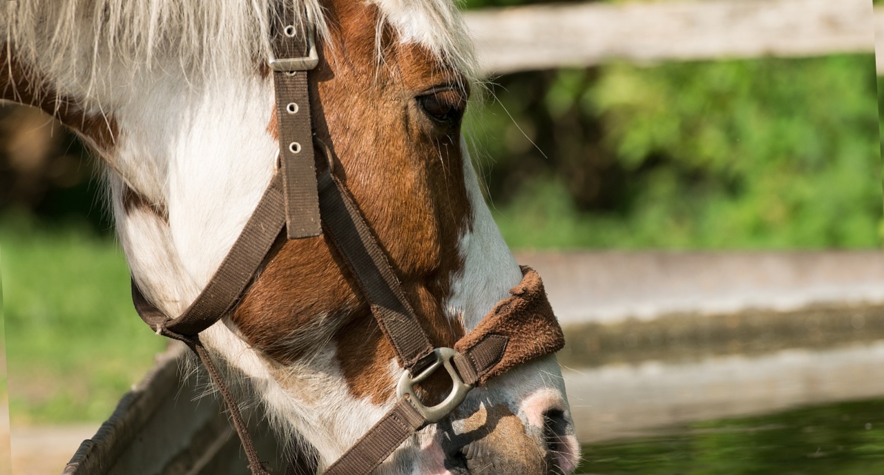 Val-d’Oise : pour soigner son cheval gravement malade, elle lance une cagnotte en ligne