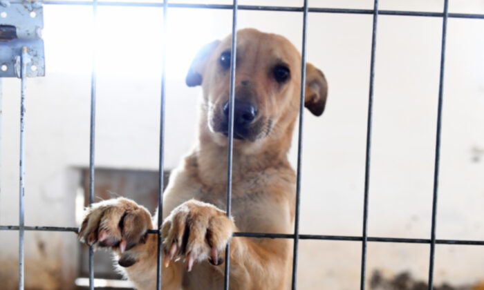 Une photo déchirante du seul chien qui reste au refuge devient virale – ce qui lui permet de trouver une nouvelle famille