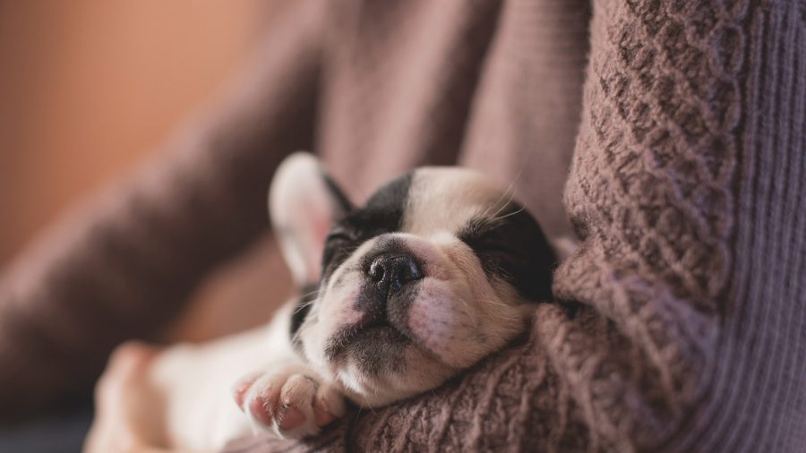 Texas: un homme de 21 ans a pendu un chien à un arbre parce qu&rsquo;il « s&rsquo;ennuyait »