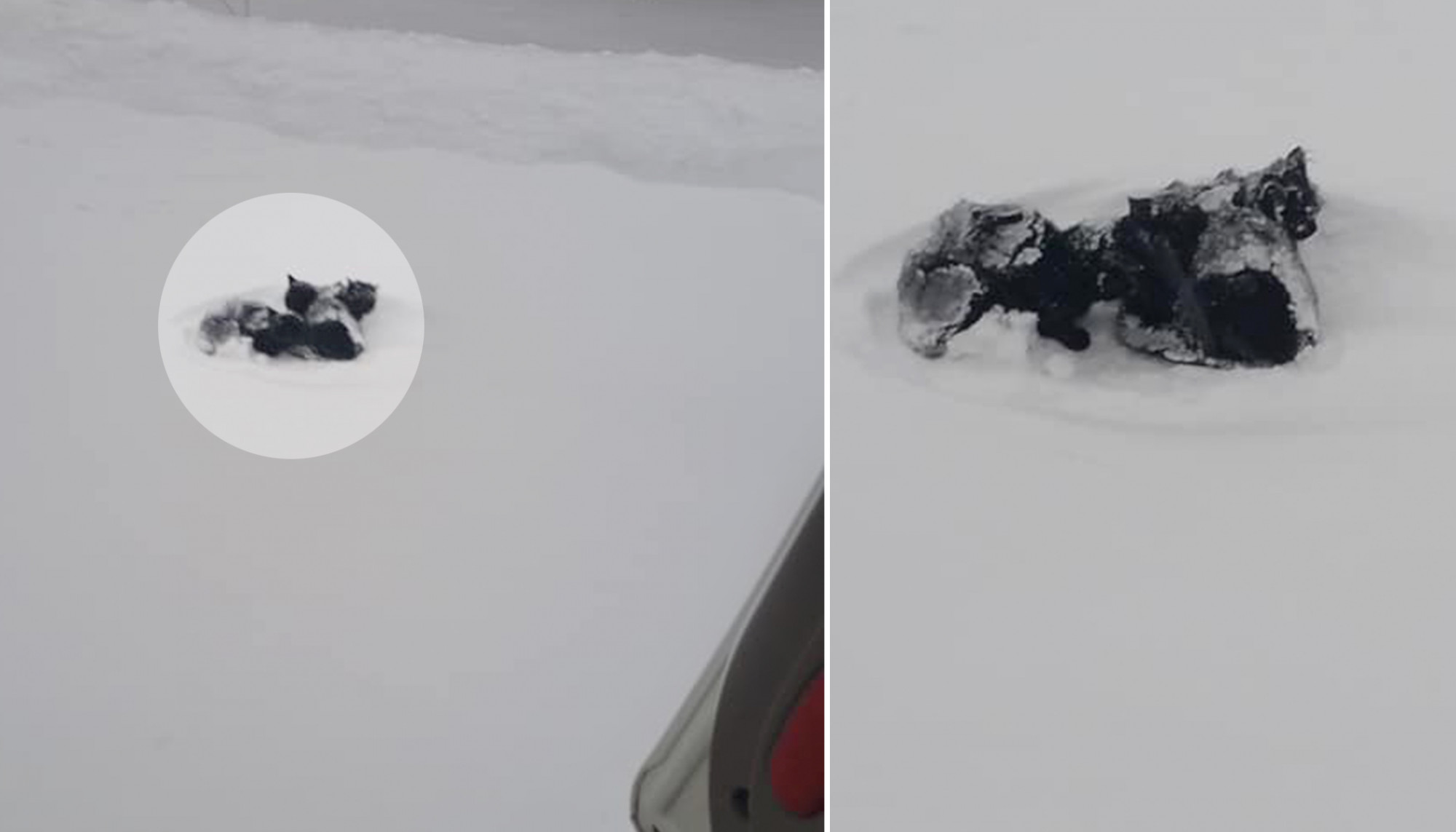 Un homme voit un tas noir sur la neige lors de la tempête et agit quand il se rend compte que ce sont 3 chatons
