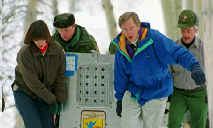 La réintroduction des loups dans le parc de Yellowstone a produit de grands changements dans l’écosystème