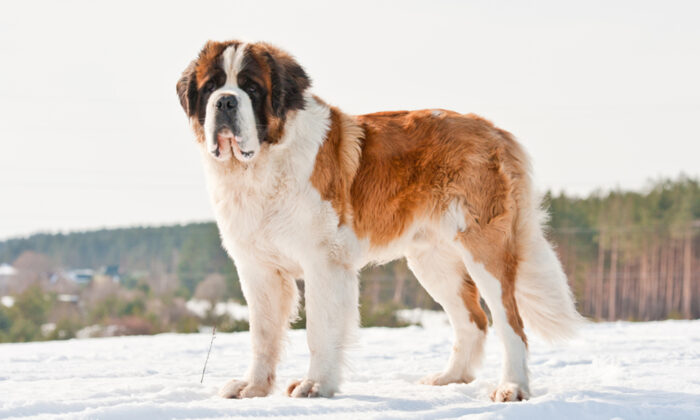 Un chien saint-bernard géant et sans abri de 59 kg est adopté et rencontre pour la première fois sa famille