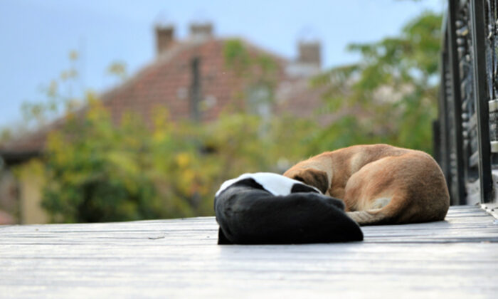 Des pitbulls terrifiés ont été abandonnés ensemble et trouvent un foyer permanent où ils s’épanouissent