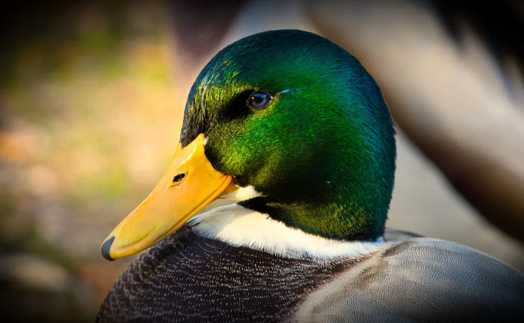 Abbeville : en plein coronavirus, les canards ne respectent pas le confinement