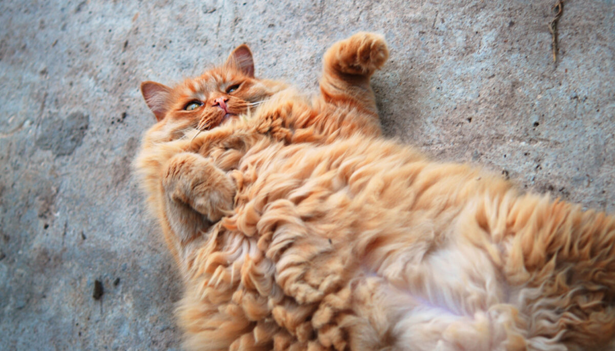 Cet énorme chat de 16 kg est placé dans un refuge après la mort de son propriétaire – il trouve finalement un foyer idéal