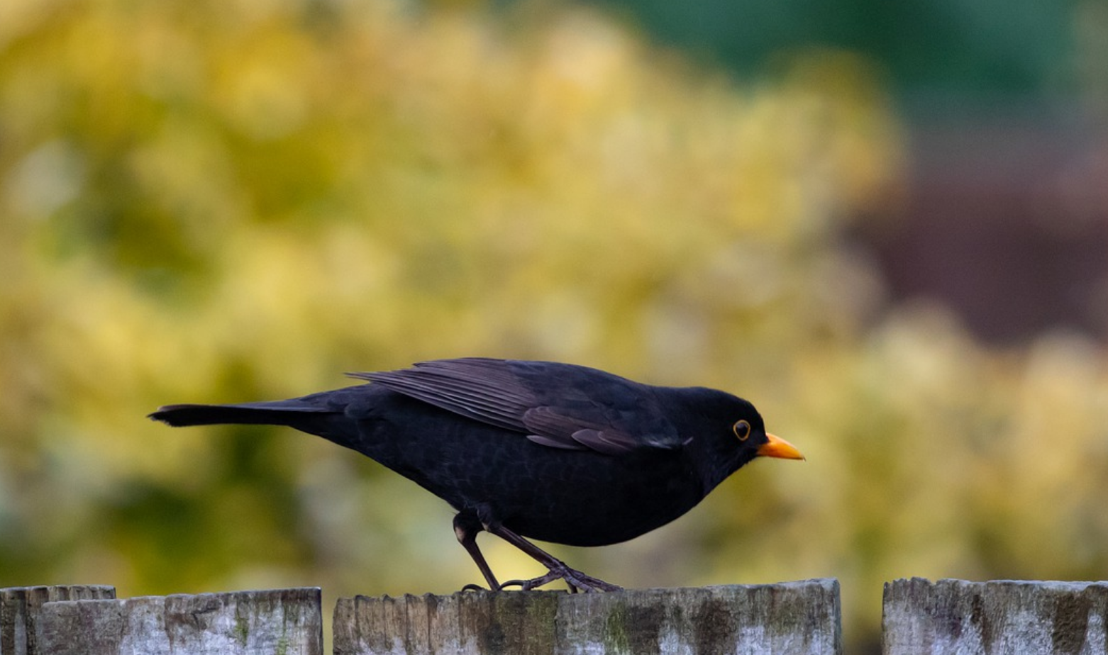 Avec le confinement, les animaux sauvages se réapproprient les espaces publics