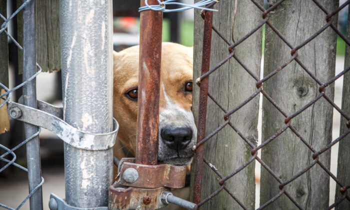 Une chienne maltraitée se cache dans un coin en tremblant dans un refuge, sa transformation est étonnante