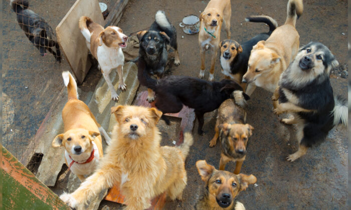 Des crédits d&rsquo;impôts de 100 dollars pour les personnes qui adoptent des chiens et des chats sont proposés dans un nouveau projet de loi de l’État de New York