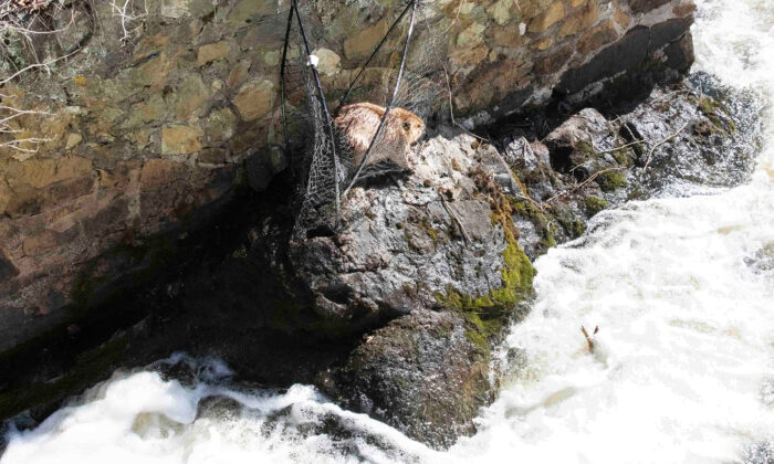 Un castor piégé pendant des jours sur la berge d&rsquo;une rivière déchaînée reçoit l&rsquo;aide de sauveteurs d&rsquo;animaux