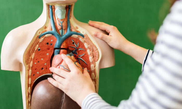 Une enseignante apprend à ses élèves l&rsquo;anatomie en portant une combinaison complète de l&rsquo;intérieur du corps humain